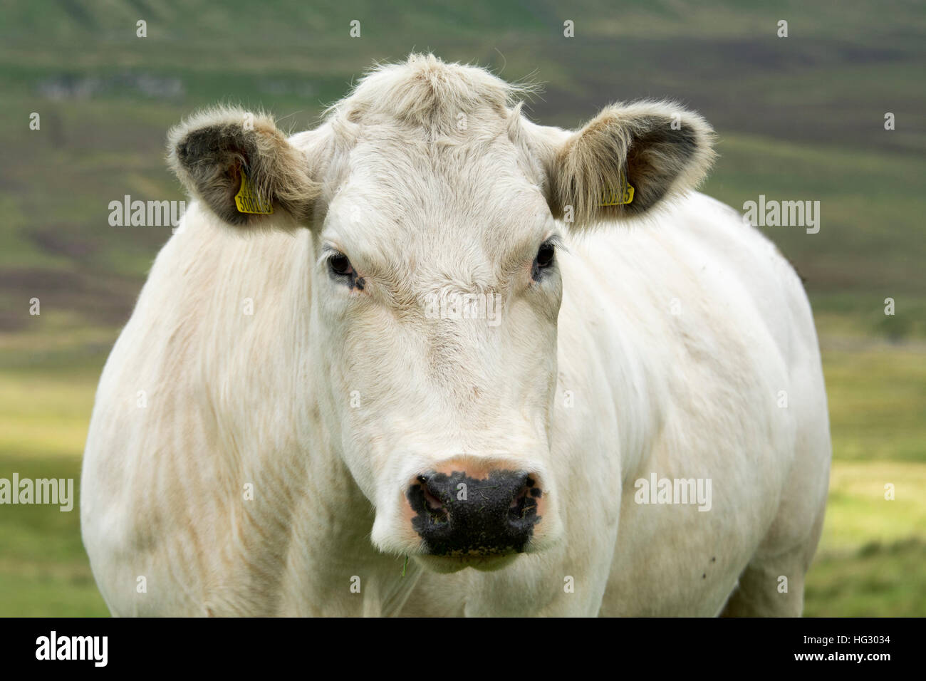 Head and shoulders of a white beef cow on upland pasture, North ...