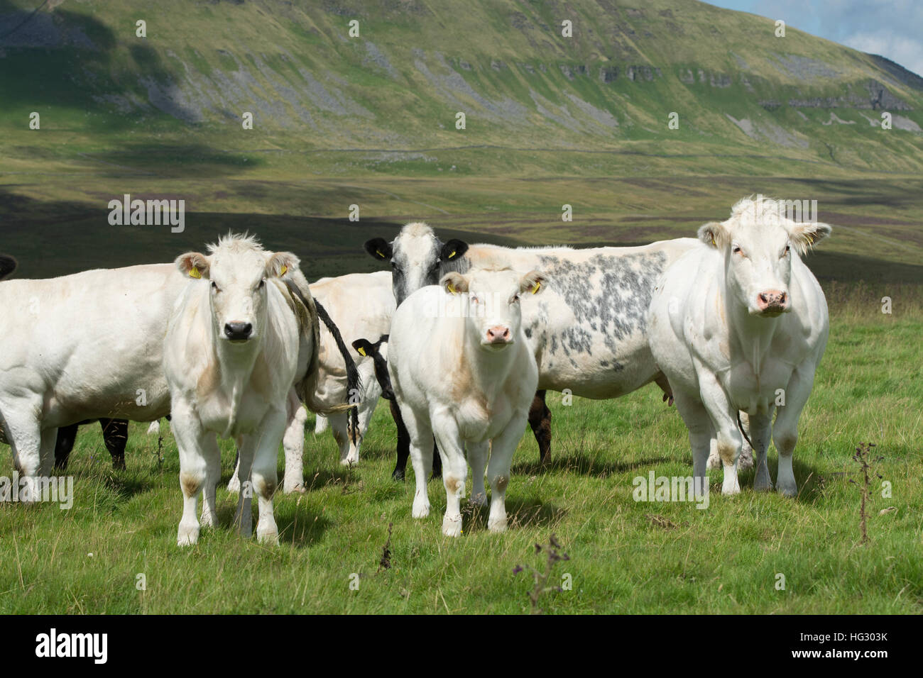 Herd of Pedigree British Blue cattle on upland pasture in North Yorkshire, with Penyghent in background, UK. Stock Photo