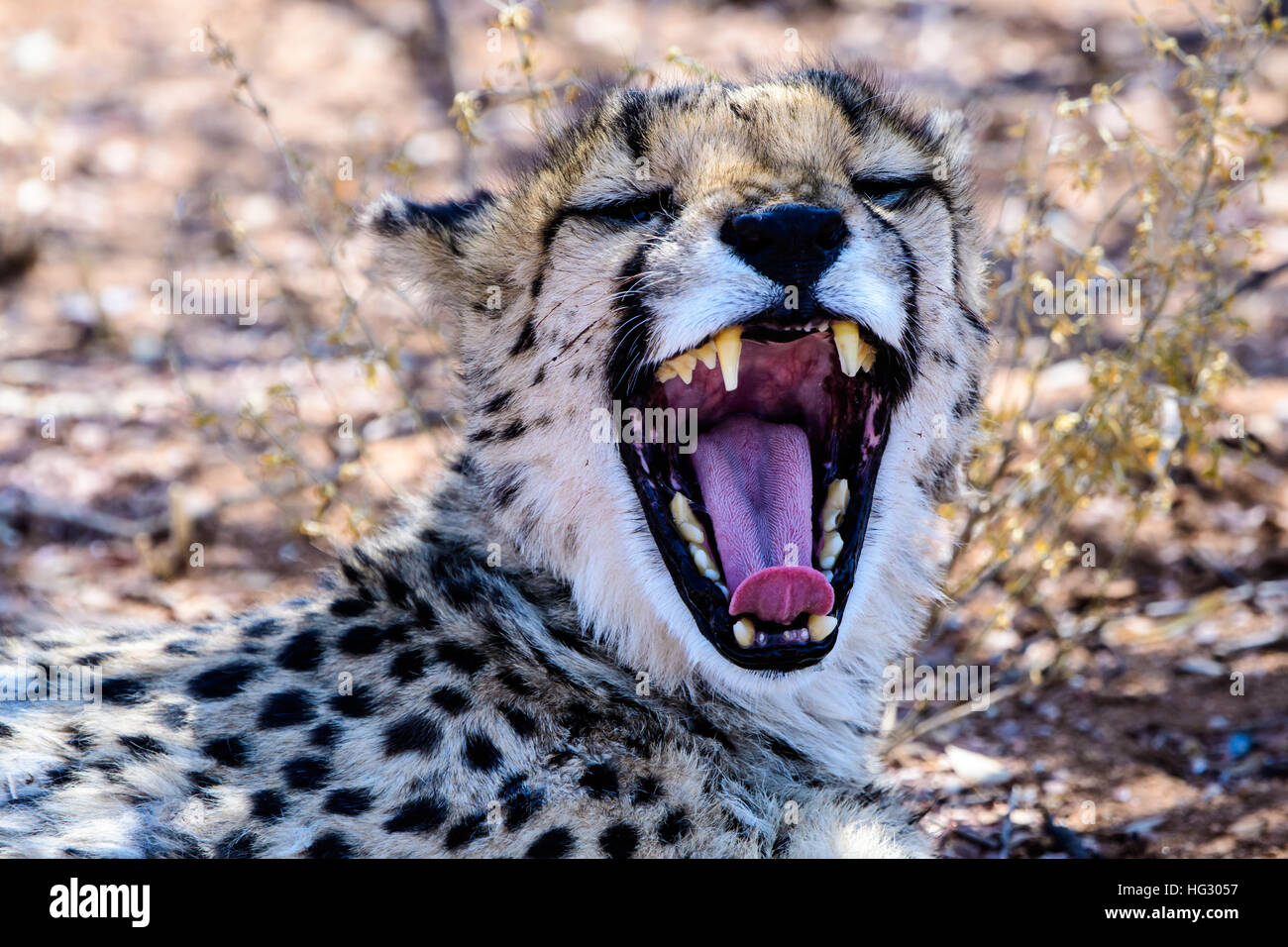 Cheetah teeth hi-res stock photography and images - Alamy