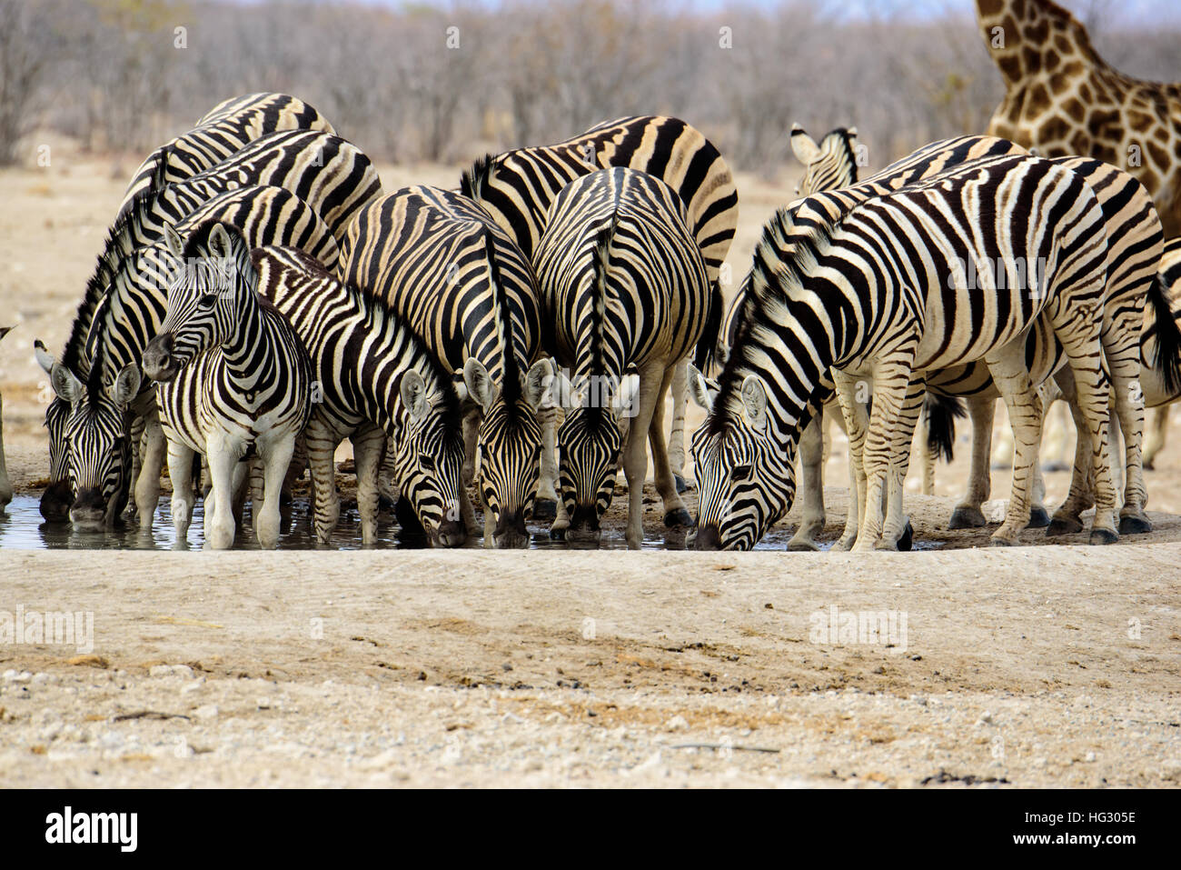 Drinking partners at the waterhole Stock Photo