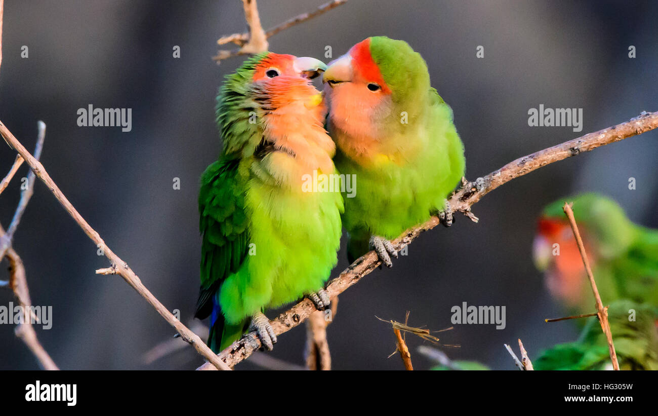 affectionate Rosy faced lovebirds Stock Photo