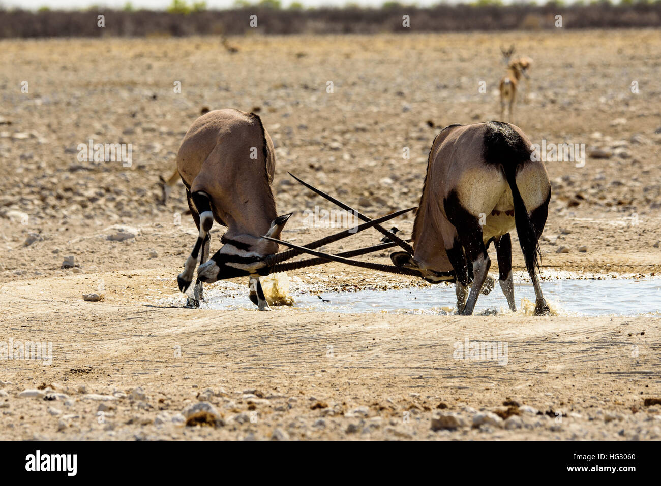 gemsbok locking horns in a fight Stock Photo Alamy