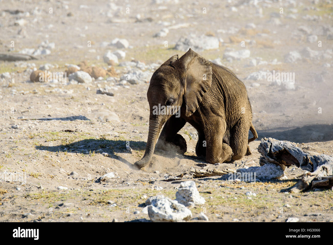 Baby elephant on its knees Stock Photo