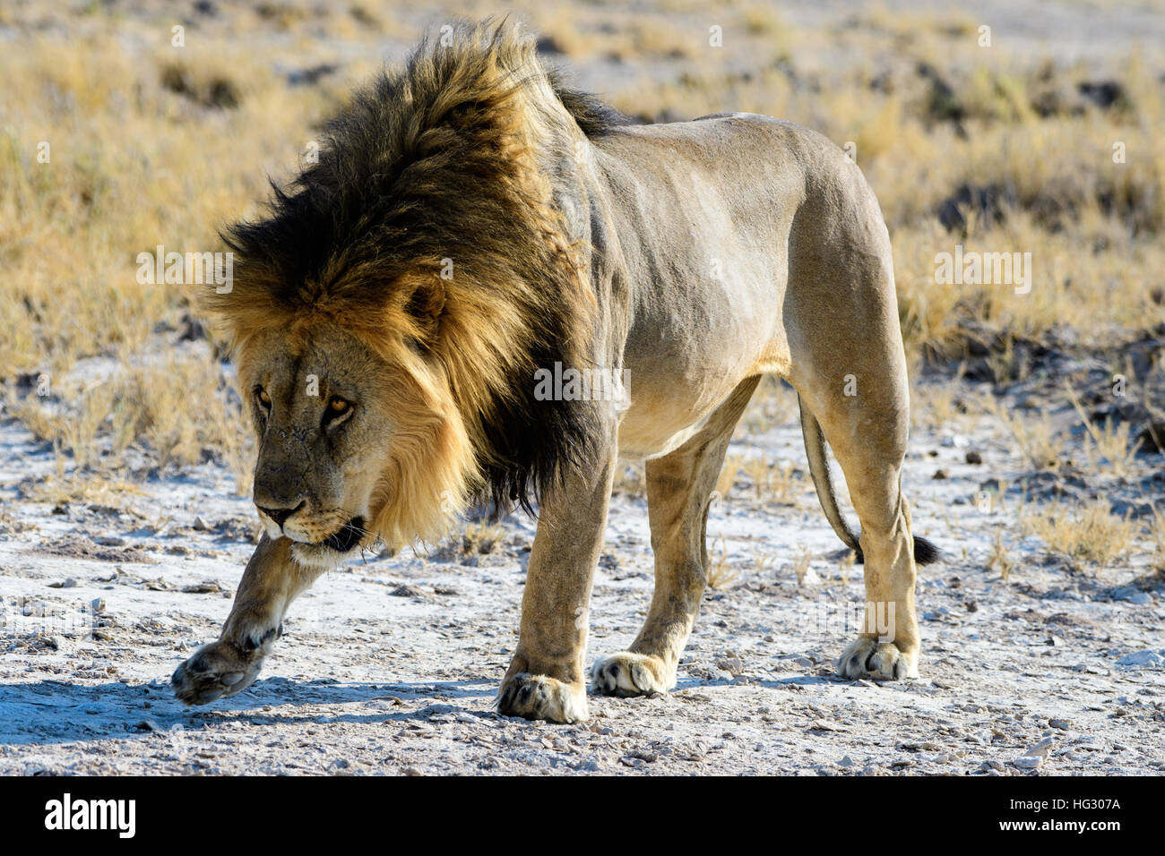 cowardly submissive male lion Stock Photo