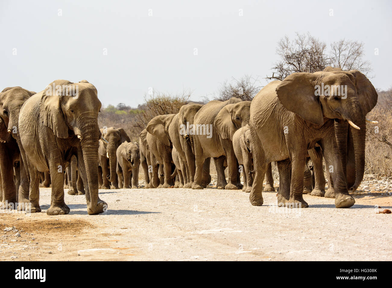 Elephant herd on patrol Stock Photo