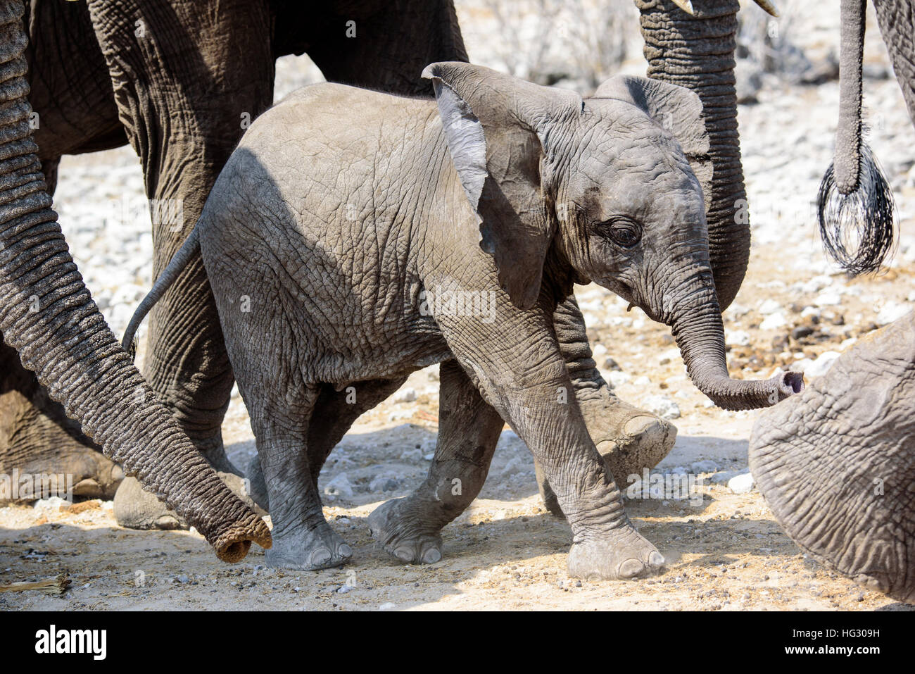 adorably cute elephant calf Stock Photo