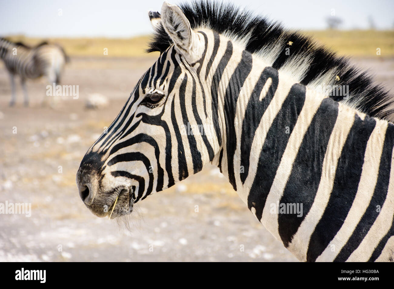 Zebra Mane Zebra Mane