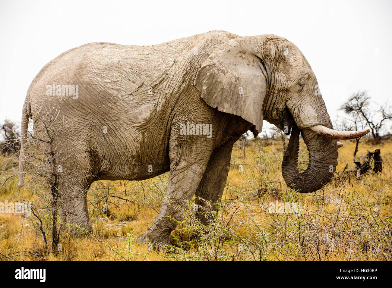Close up of a majestic Bull elephant Stock Photo