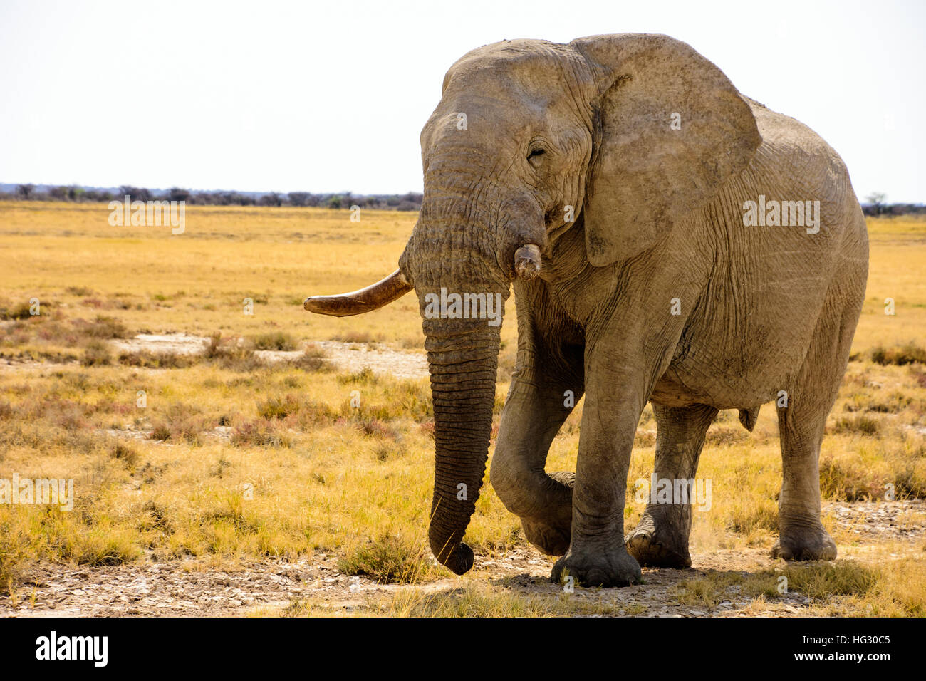 Bull Elephant approaching Stock Photo