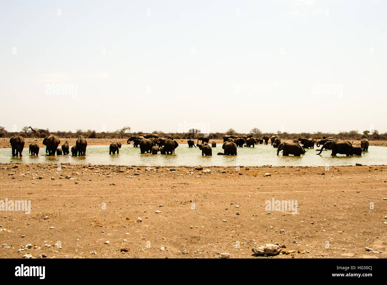 Herd of elephants enjoying the waterhole Stock Photo