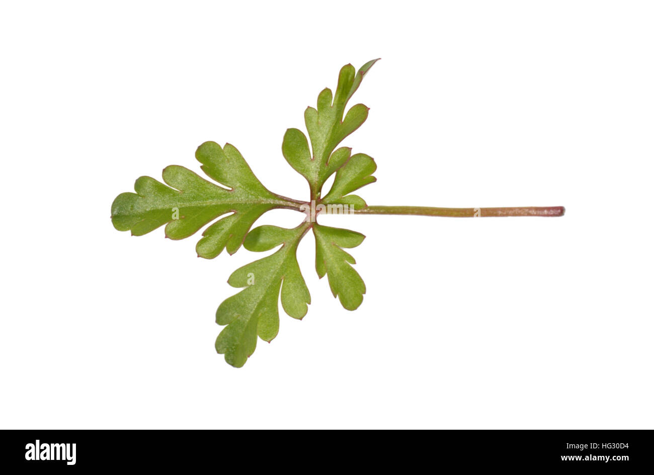 Little Robin - Geranium purpureum forsteri Stock Photo