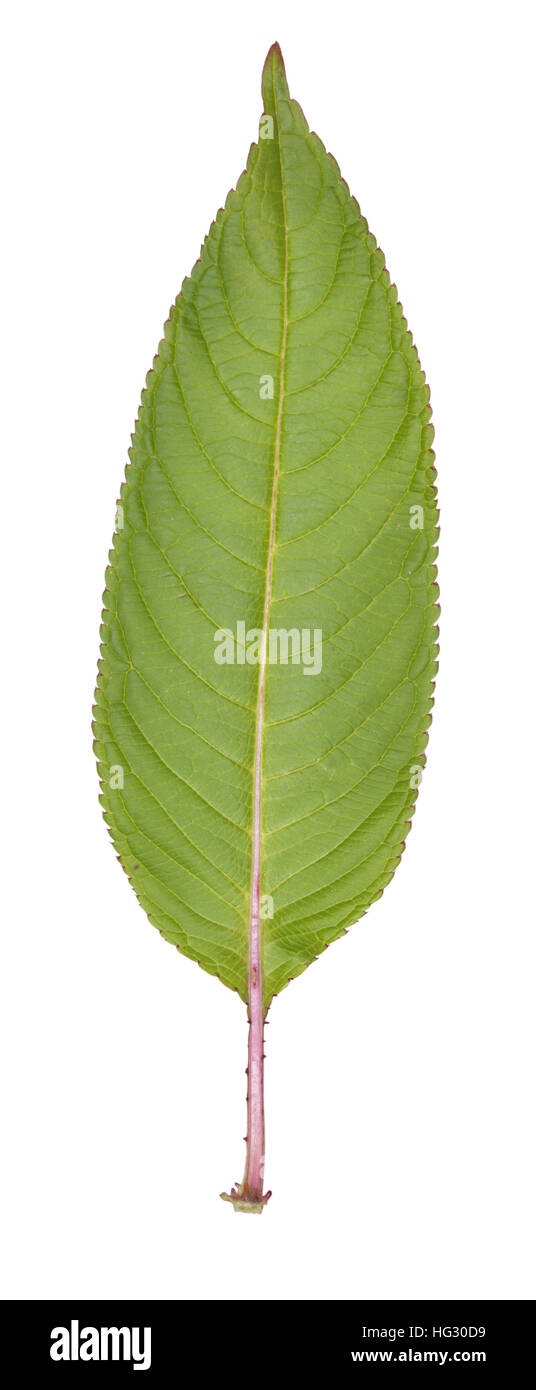 Himalayan Balsam - Impatiens glandulifera Stock Photo