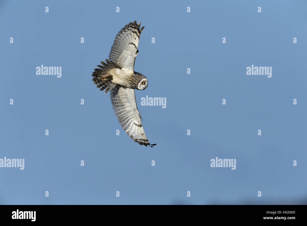 Short-eared Owl - Asio flammeus Stock Photo
