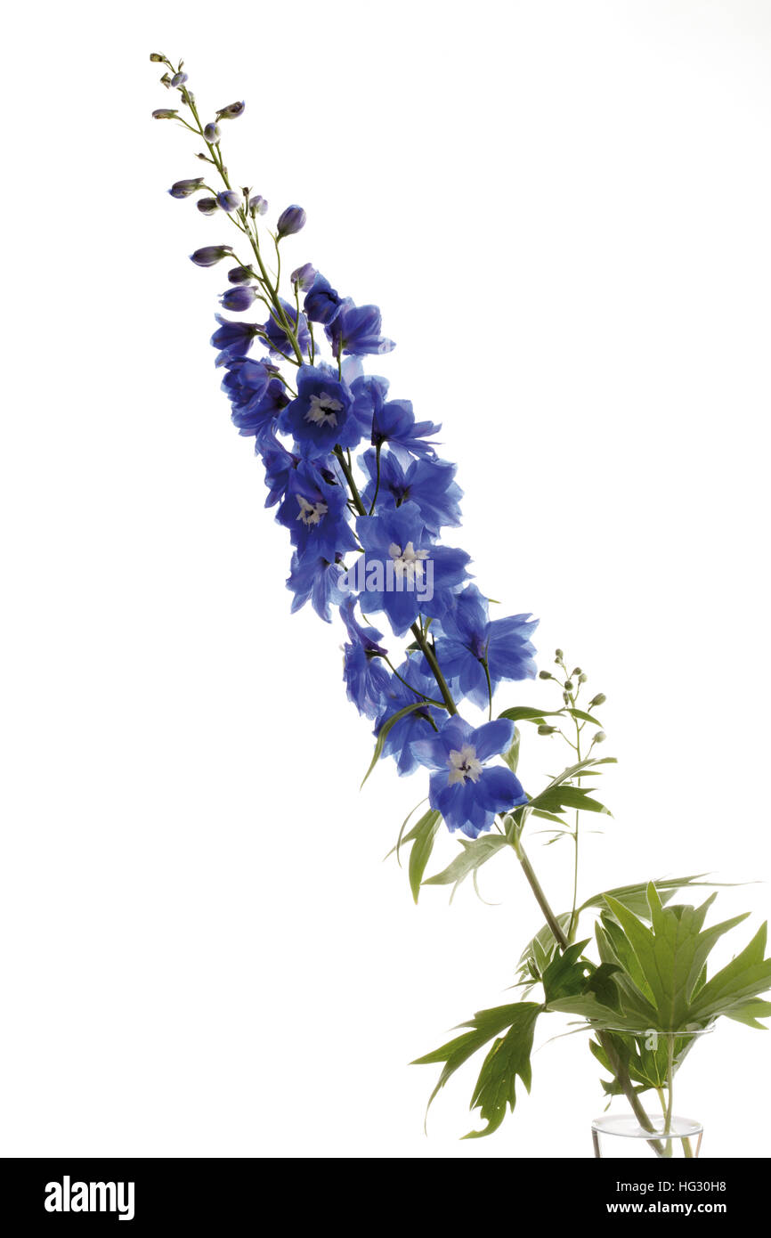 Blue Larkspur (Delphinium Stock Photo - Alamy