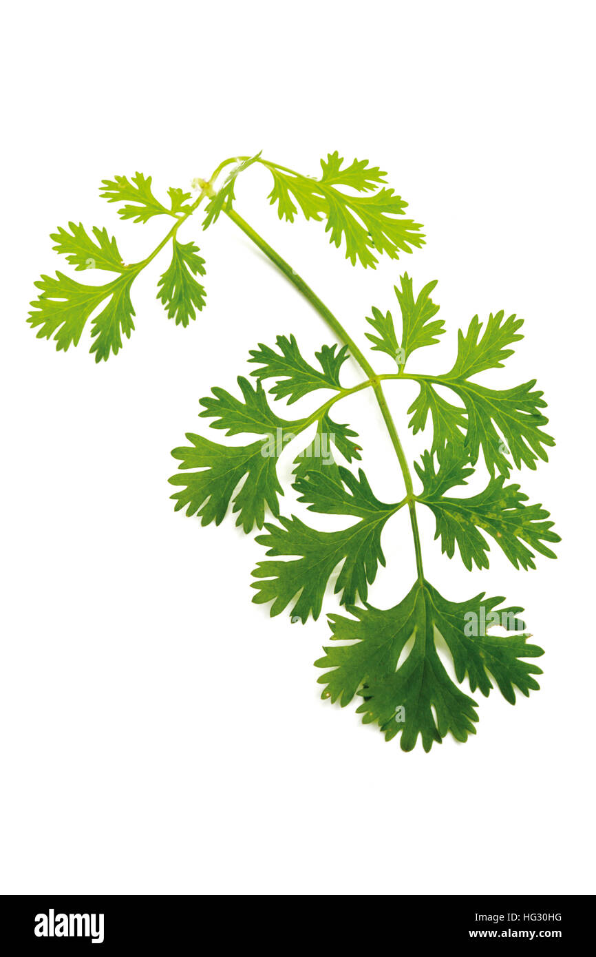 Coriander or Cilantro (Coriandrum sativum Stock Photo Alamy