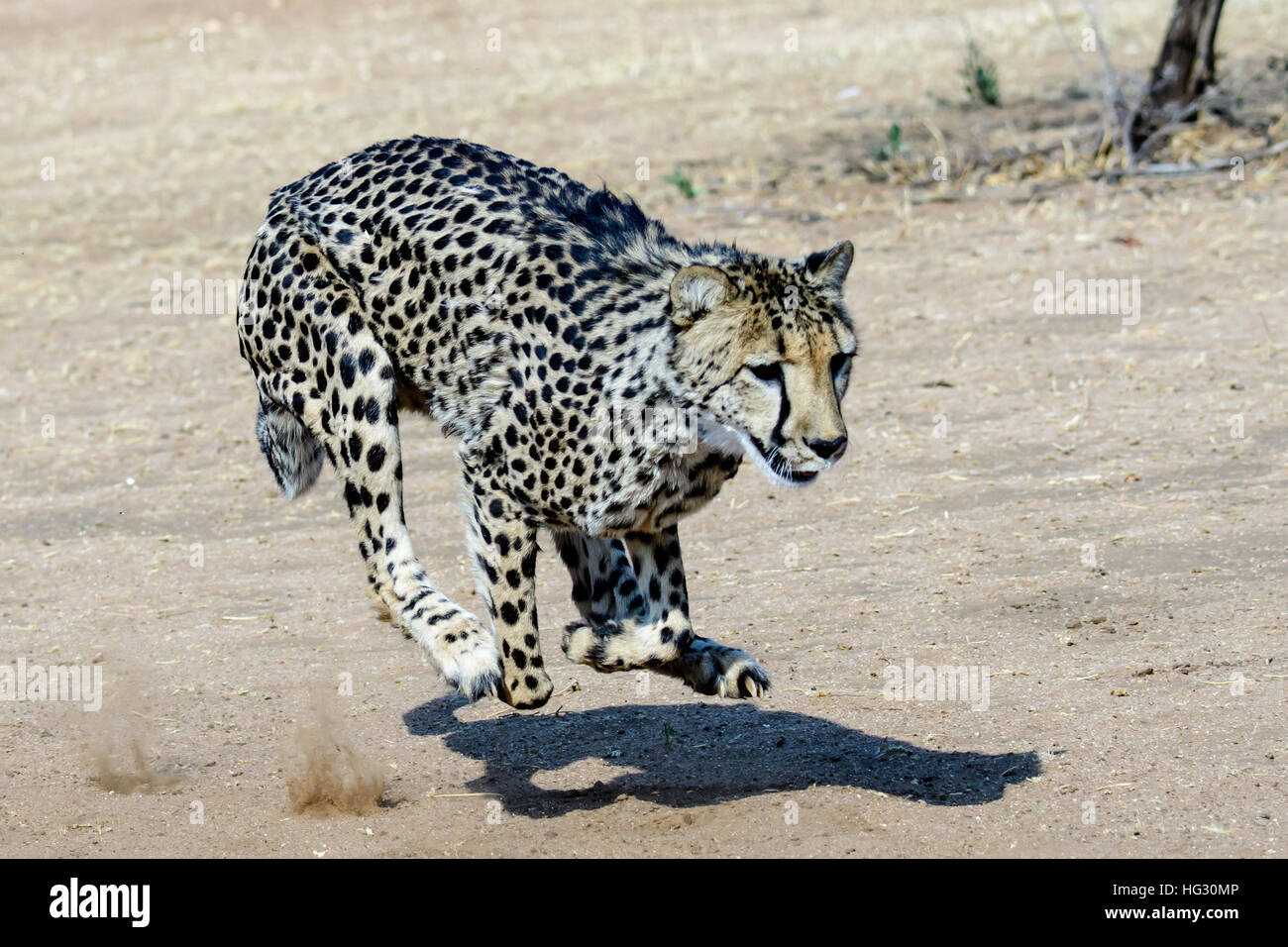 Cheetah and its shadow at full speed Stock Photo