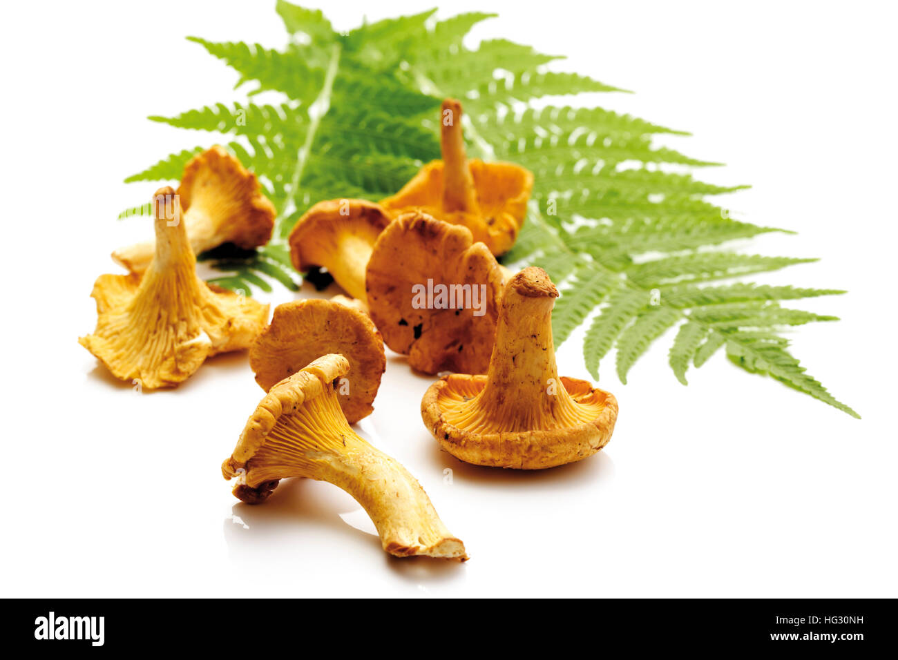 Fresh Golden Chanterelle mushrooms (Cantharellus cibarius) laying beside a fern leaf Stock Photo