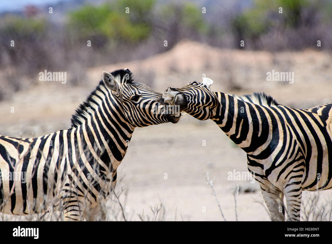 Two affectionate Zebra in the bush Stock Photo