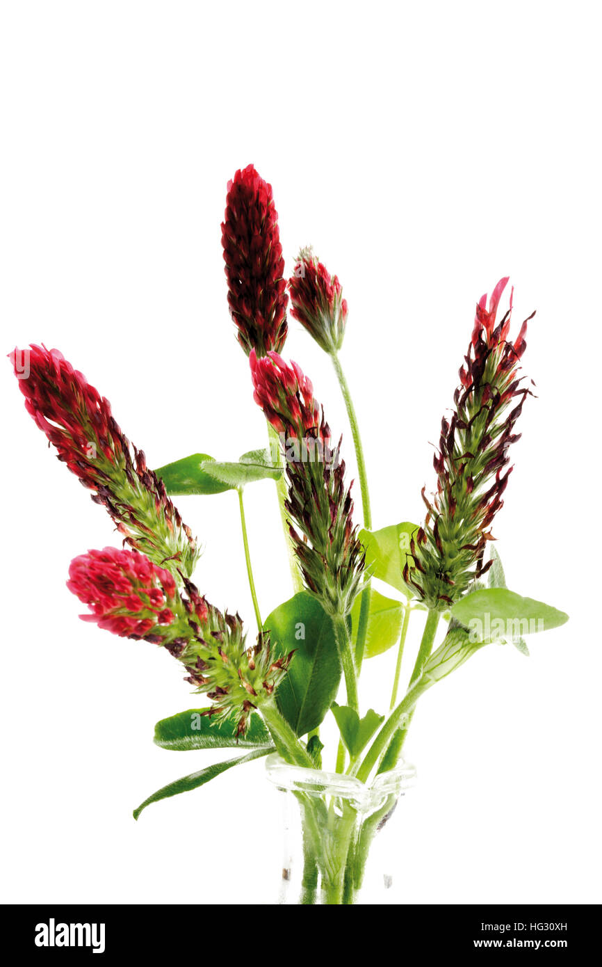 Red Feather Clover or Red Trefoil (Trifolium rubens) Stock Photo