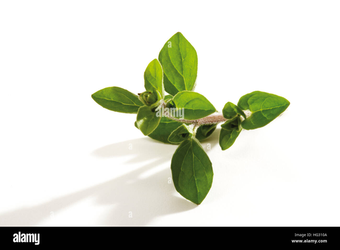 Oregano or Pot Marjoram (Origanum vulgare Stock Photo Alamy