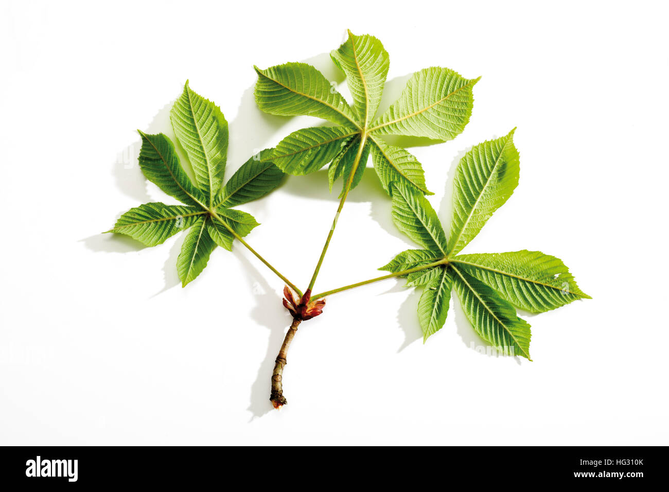 Chestnut tree leaves (Castanea Stock Photo - Alamy
