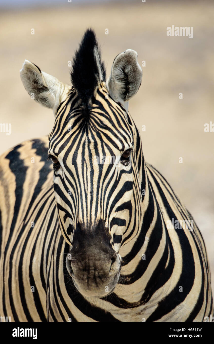 Head on shot of a Zebra's face Stock Photo