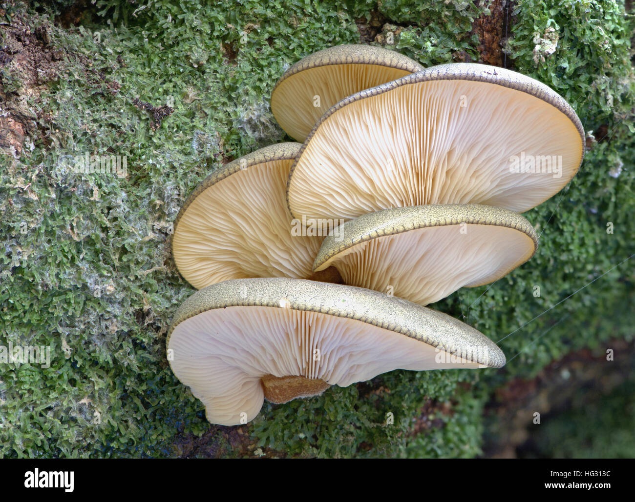Panellus Serotinus (Sarcomyxa serotina), oyster mushrooms, Emsland, Lower Saxony, Germany Stock Photo