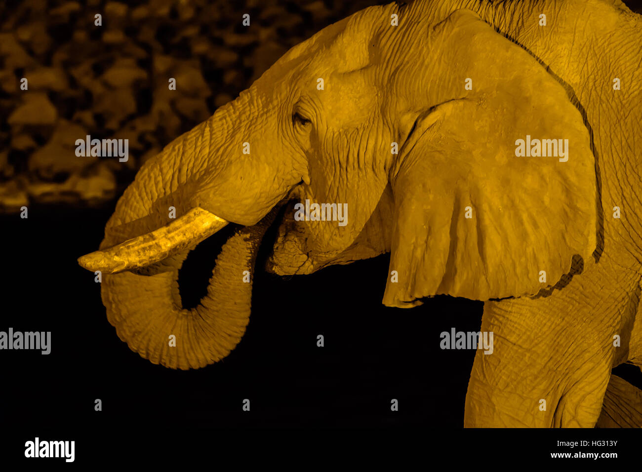 Close up of an Elephant drinking at night Stock Photo