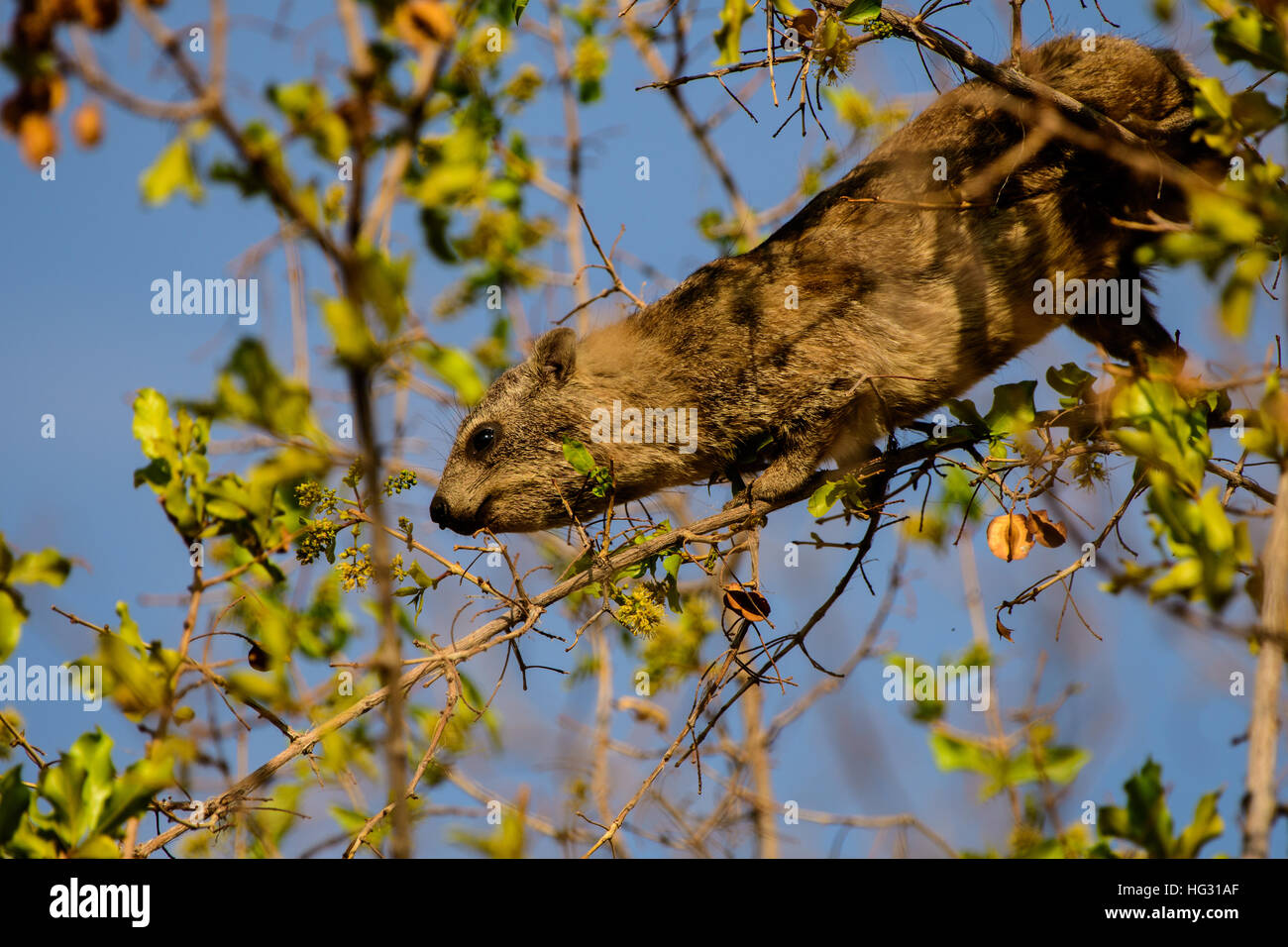 Dassie feeding in a tree Stock Photo