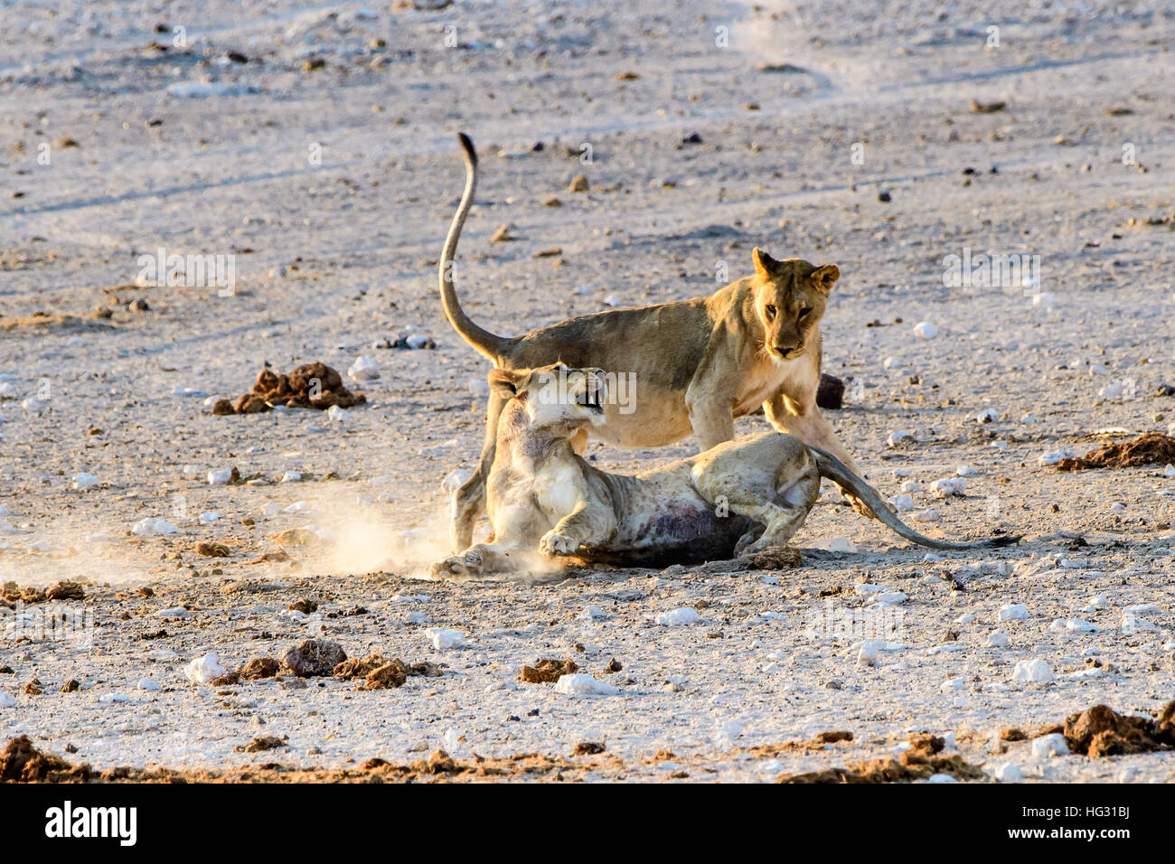 Two Lionesses greet each other Stock Photo