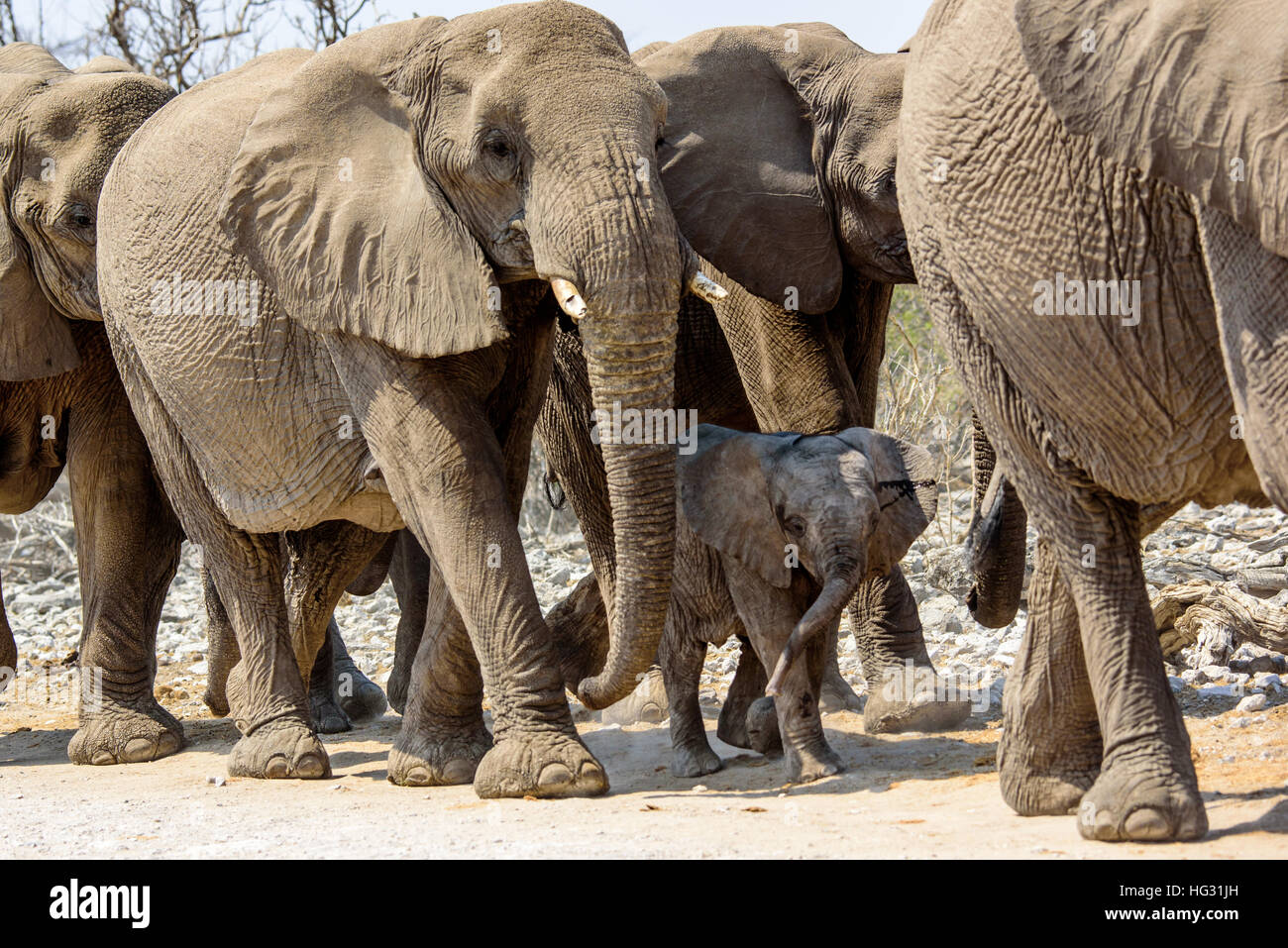 herd of elephants passing by Stock Photo