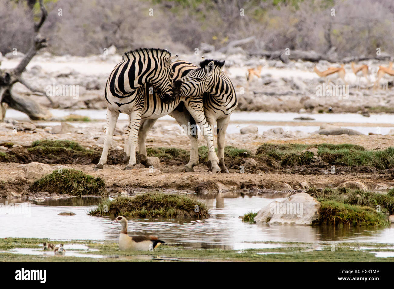 two affectionate Zebra at the waterhole Stock Photo