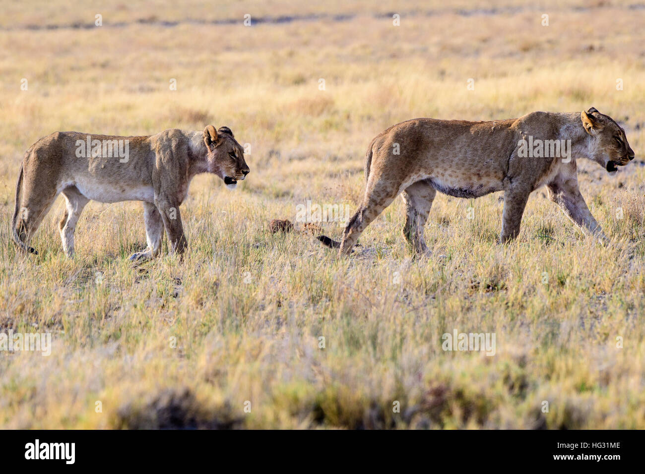 Two Lionesses on the prowl in the African bush Stock Photo