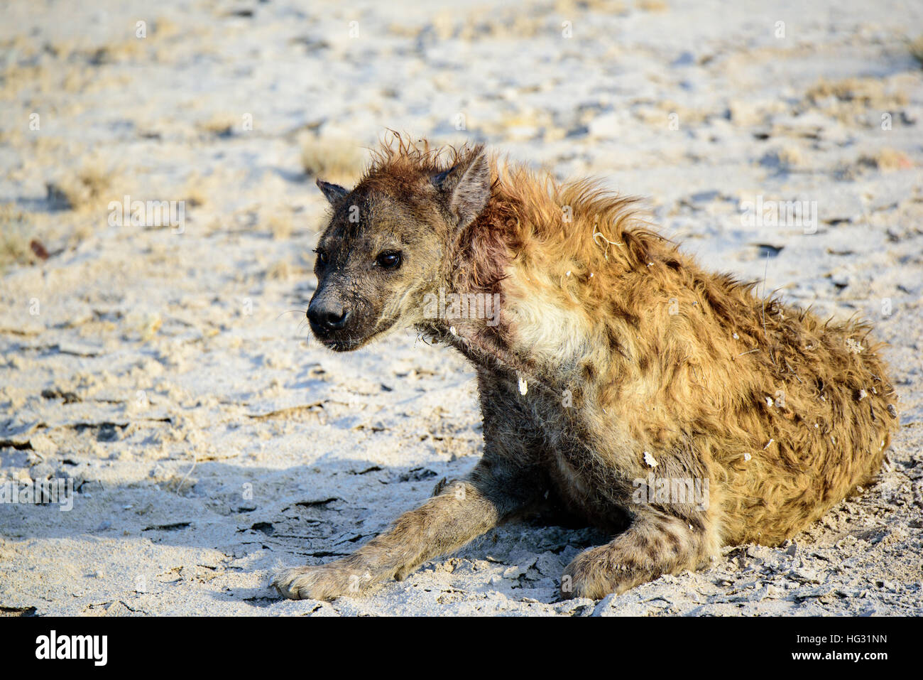 Close up of a bloodied hyena laying down Stock Photo