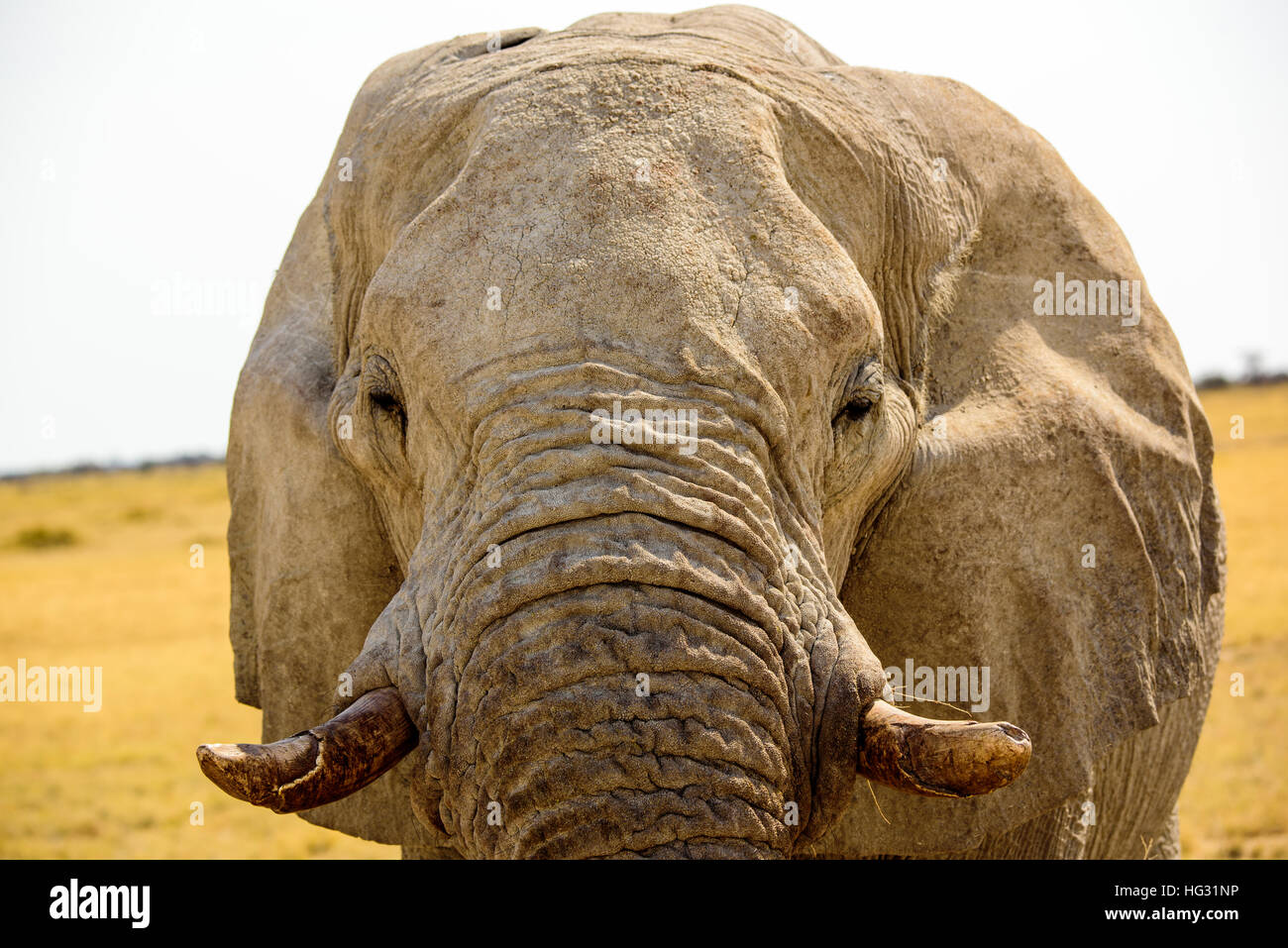 head shot of the face of a Bull Elephant Stock Photo