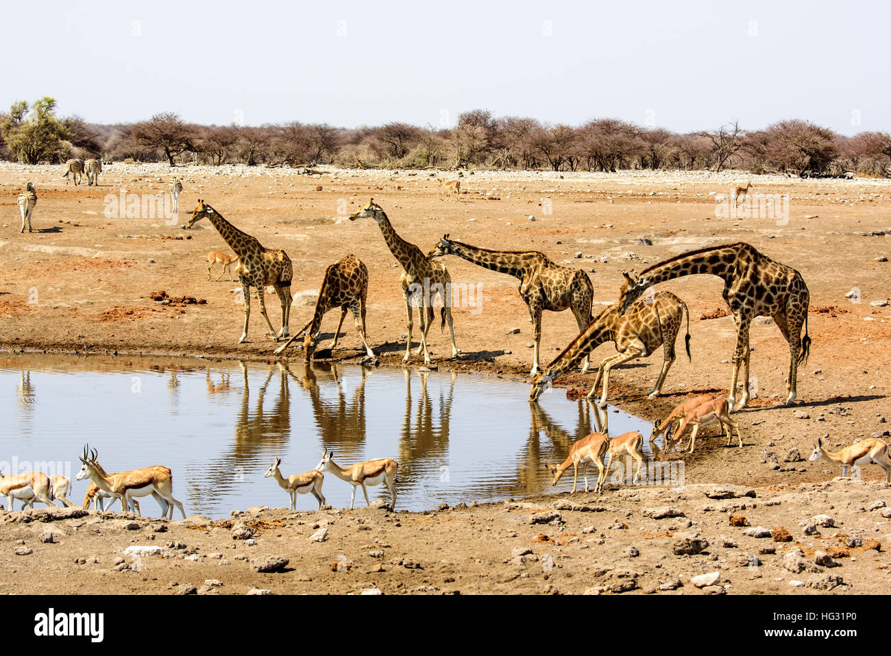thirsty Giraffes drinking at the waterhole Stock Photo