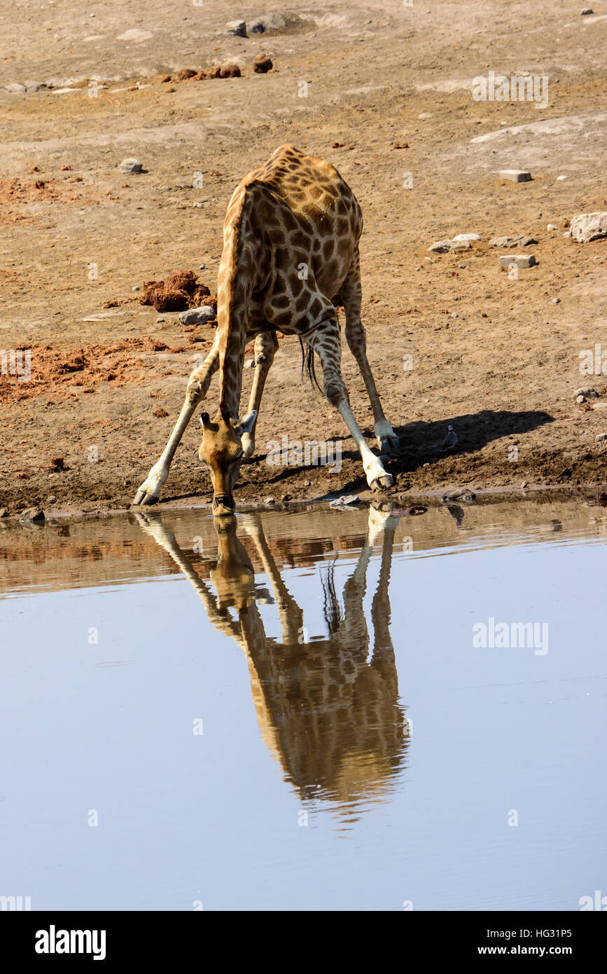 giraffe drinking and its reflection Stock Photo