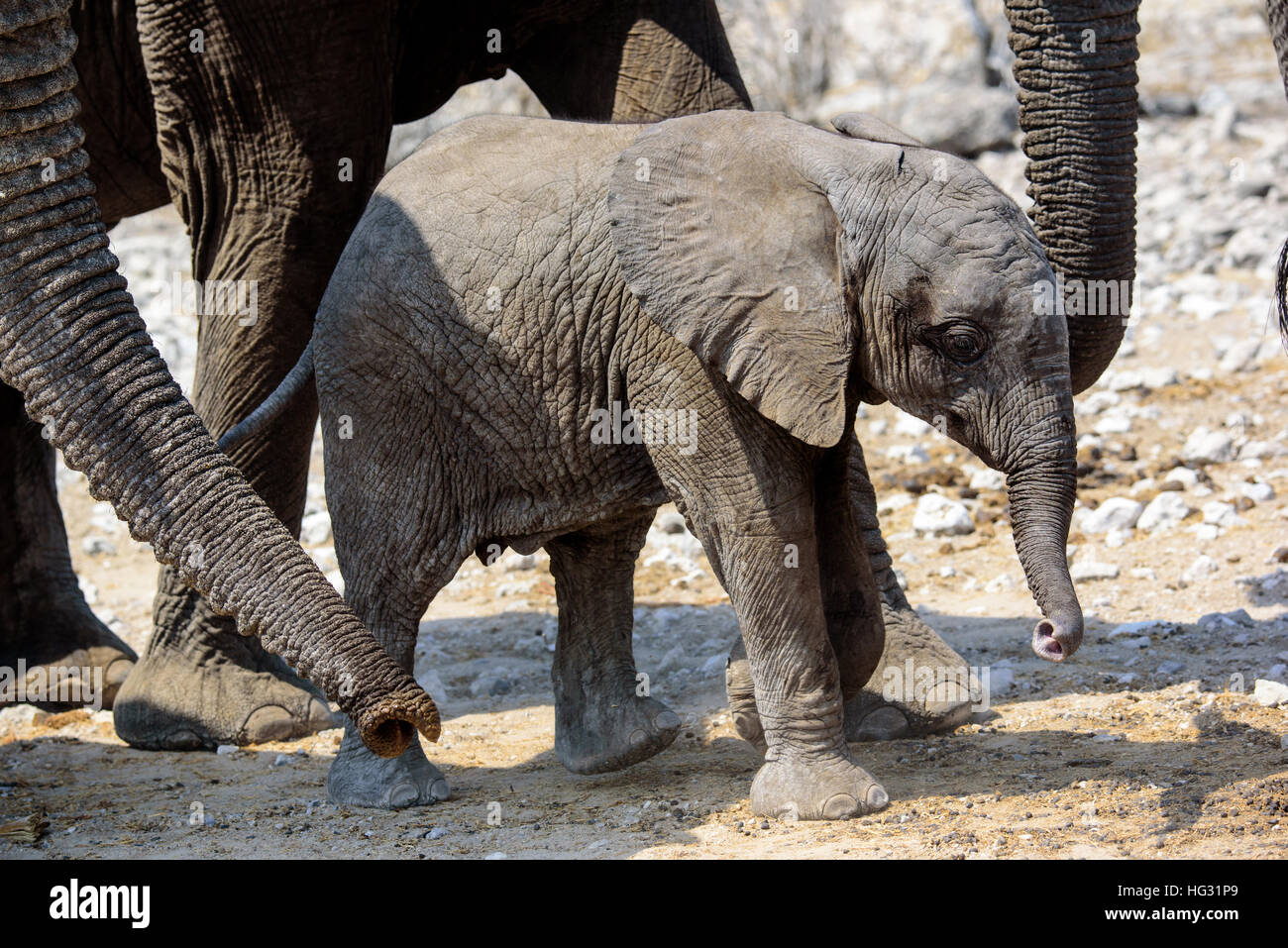 Cute Elephant calf within the safety of the herd Stock Photo