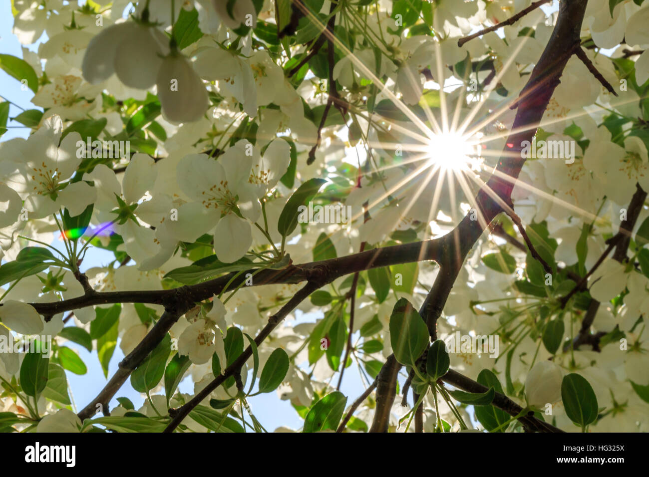 White apple flowering tree with sunlight rays coming through. Stock Photo