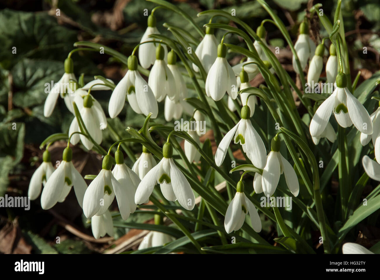 Close picture of snowdrop group in sunshine. Stock Photo