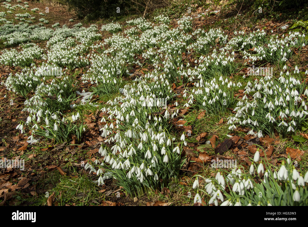 Large area of snowdrops in winter sunshine. Stock Photo
