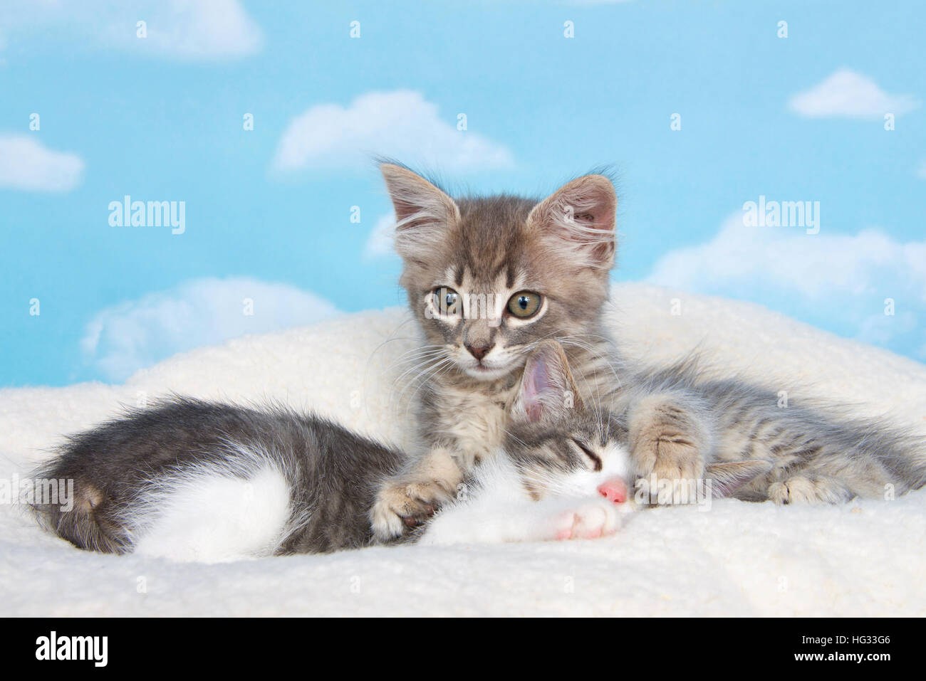 Gray tabby kitten awake, paws holding sibling sleeping on sheep skin blanket with blue background with clouds. copy space above Stock Photo