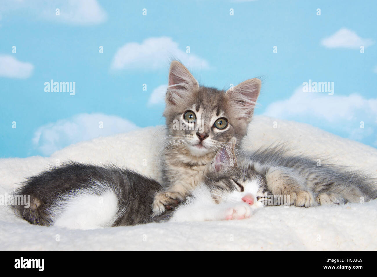 Gray tabby kitten awake, paws holding sibling sleeping on sheep skin