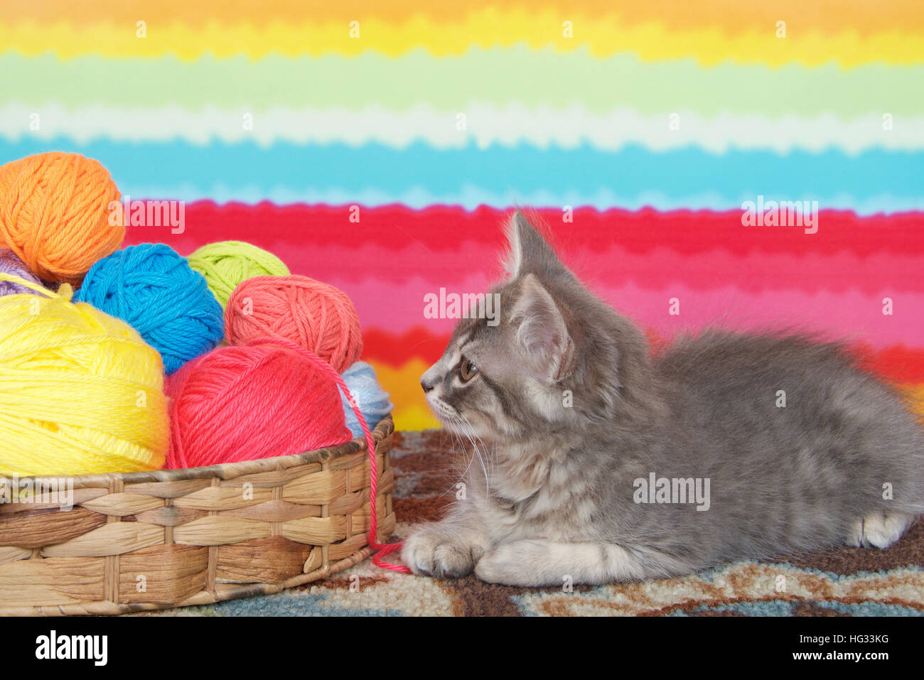 gray long haired tabby kitten laying on colorful carpet floor, bright striped background, balls of yarn in a basket. Stock Photo