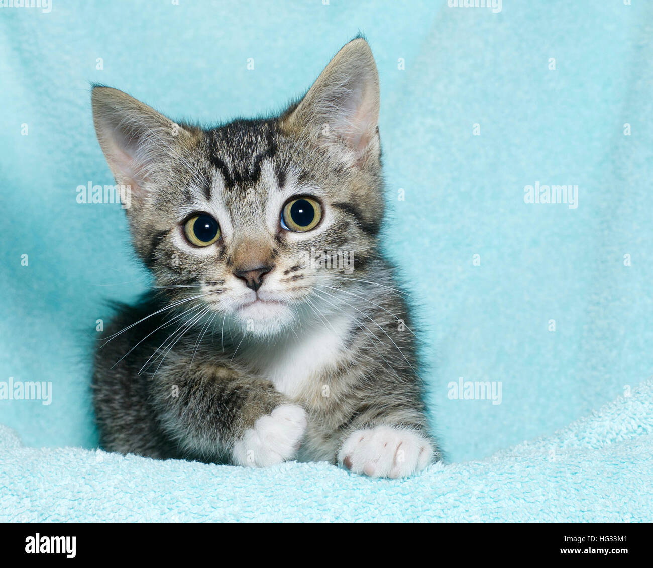 young six week old black and white tabby kitten sitting laying on an aqua teal colored blanket resting watching looking forward with concerned perplex Stock Photo