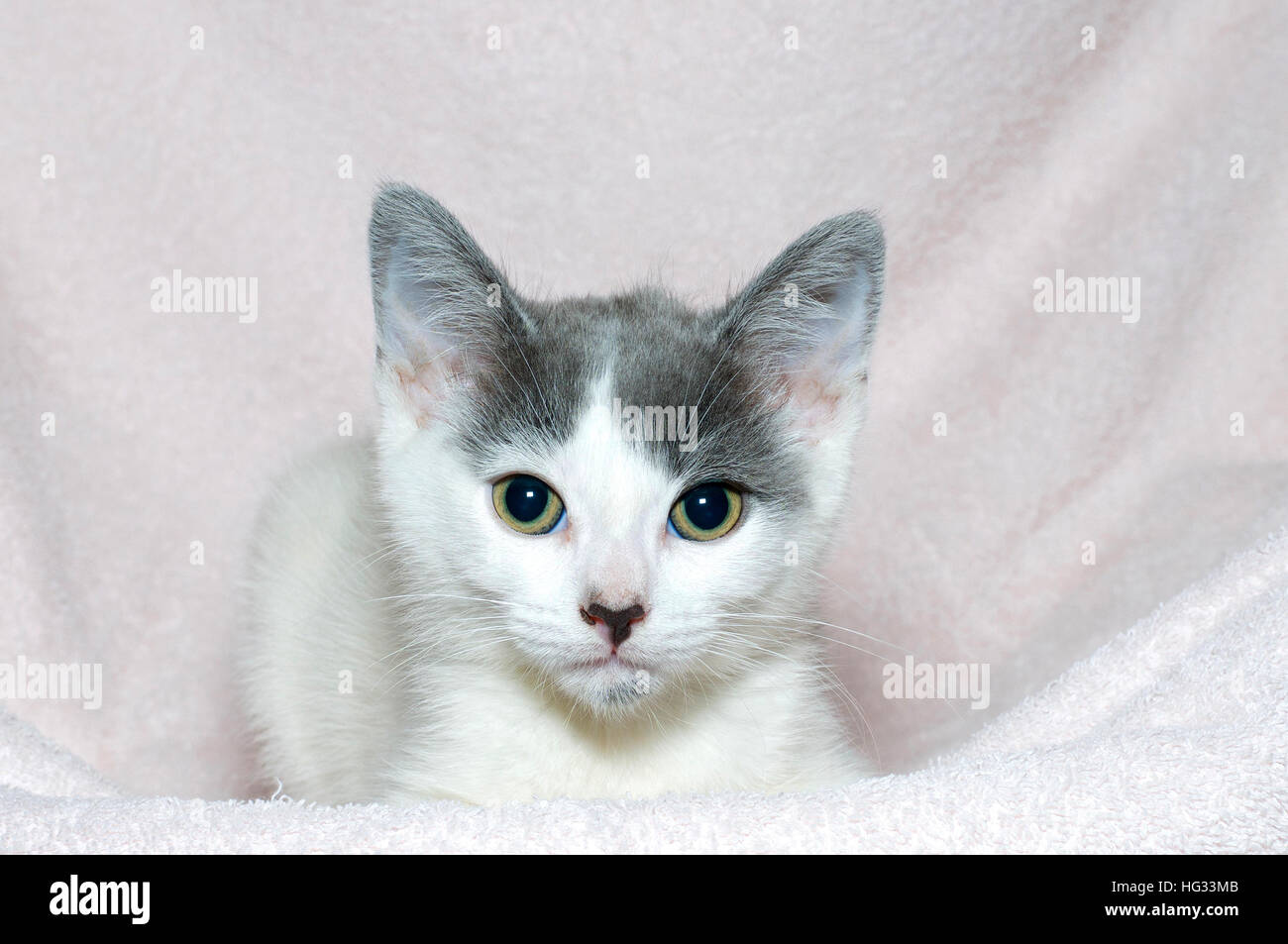 Light grey and white cheap kitten