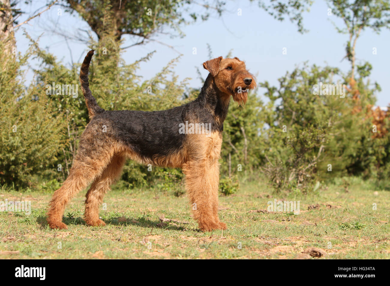 standard airedale terrier