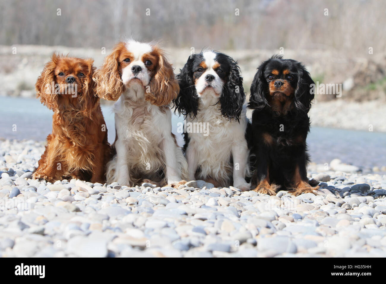 Dog Cavalier King Charles Spaniel four adults different colors (black and  tan, ruby, Blenheim and tricolor) sitting in a pebble Stock Photo - Alamy