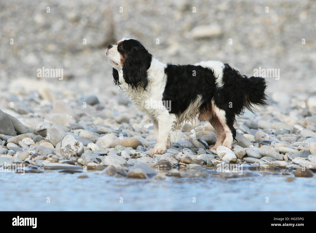 Dog Cavalier King Charles Spaniel adult adults Moving along the river Tricolor Stock Photo