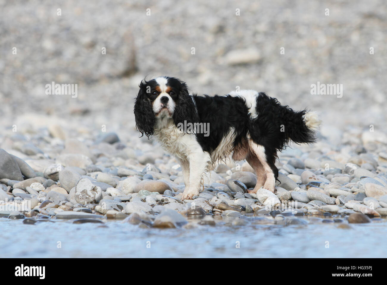 Dog Cavalier King Charles Spaniel adult adults Moving along the river Tricolor Stock Photo